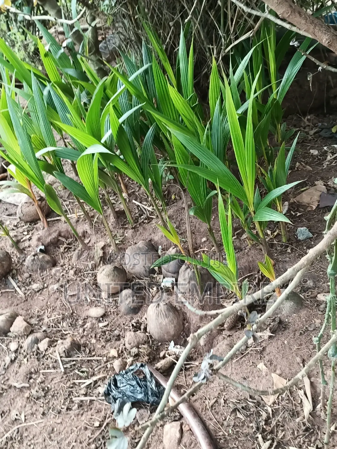 Hybrid Yellow/ Green Dwarf Coconut Seedlings.