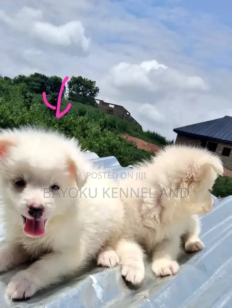 1-3 months Female Purebred American Eskimo