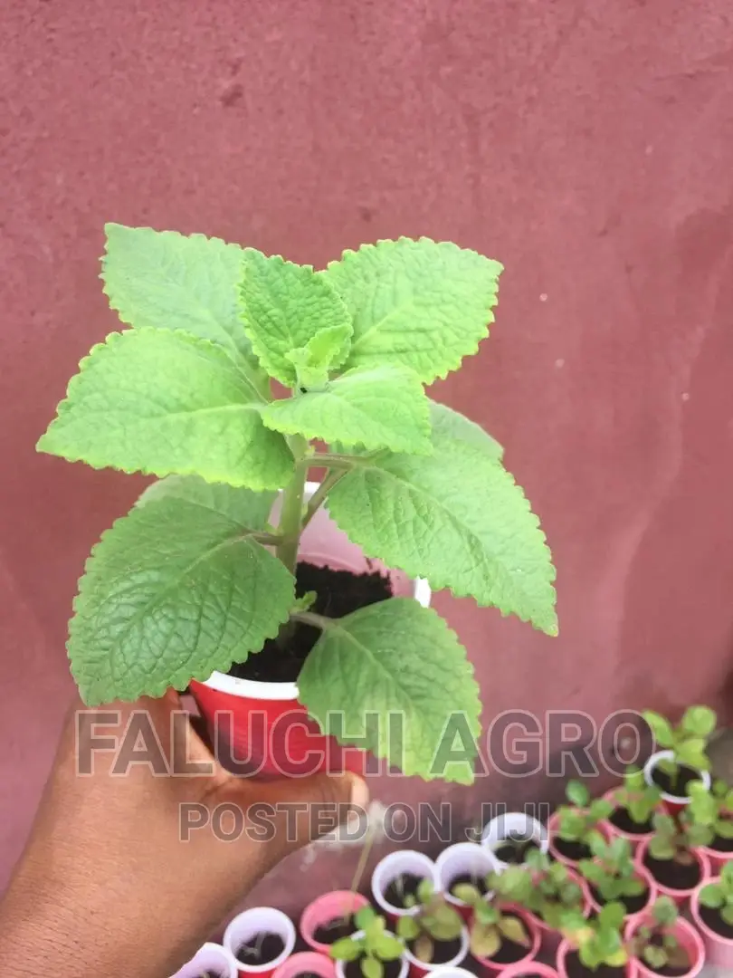Organic Potting Soil