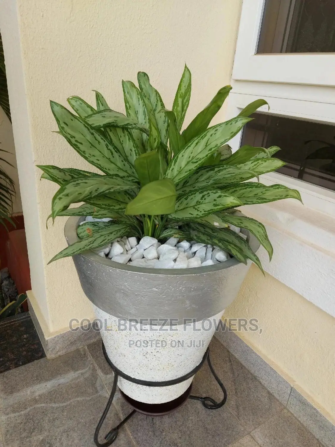 Airpurifying Plants