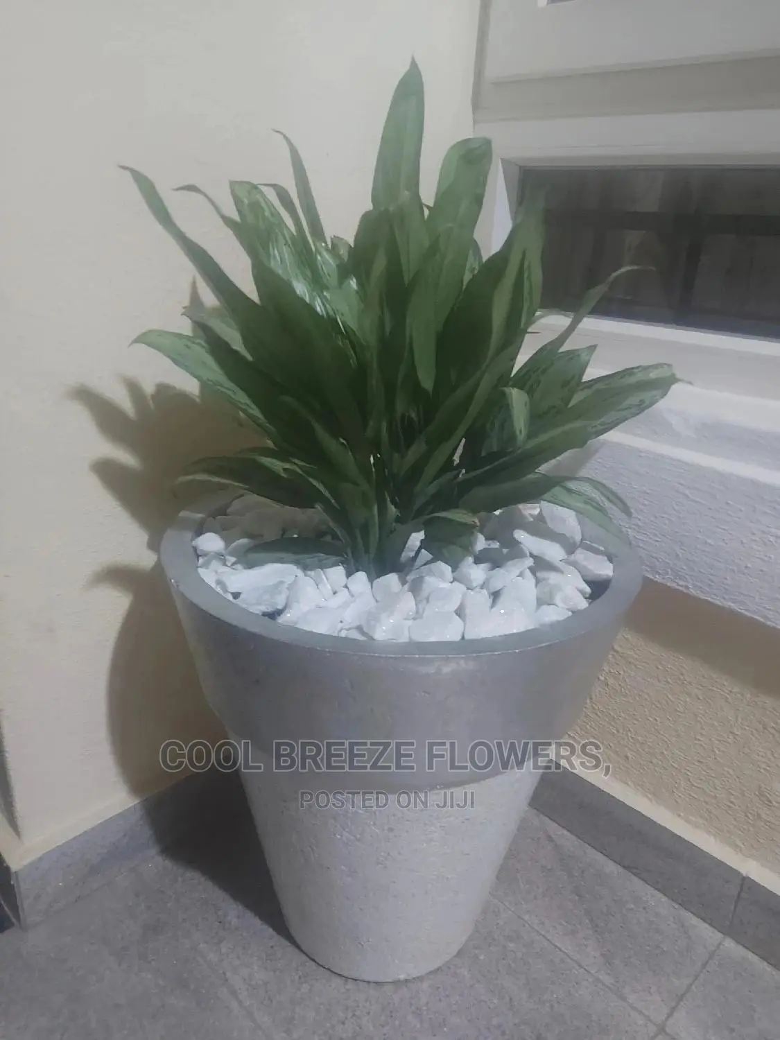 Airpurifying Plants