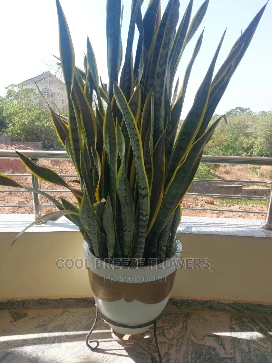 Airpurifying Plants