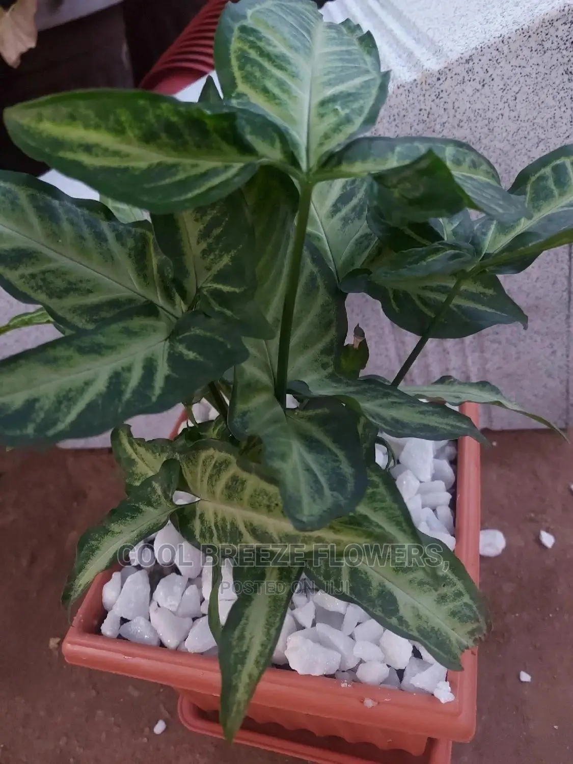 Airpurifying Plants
