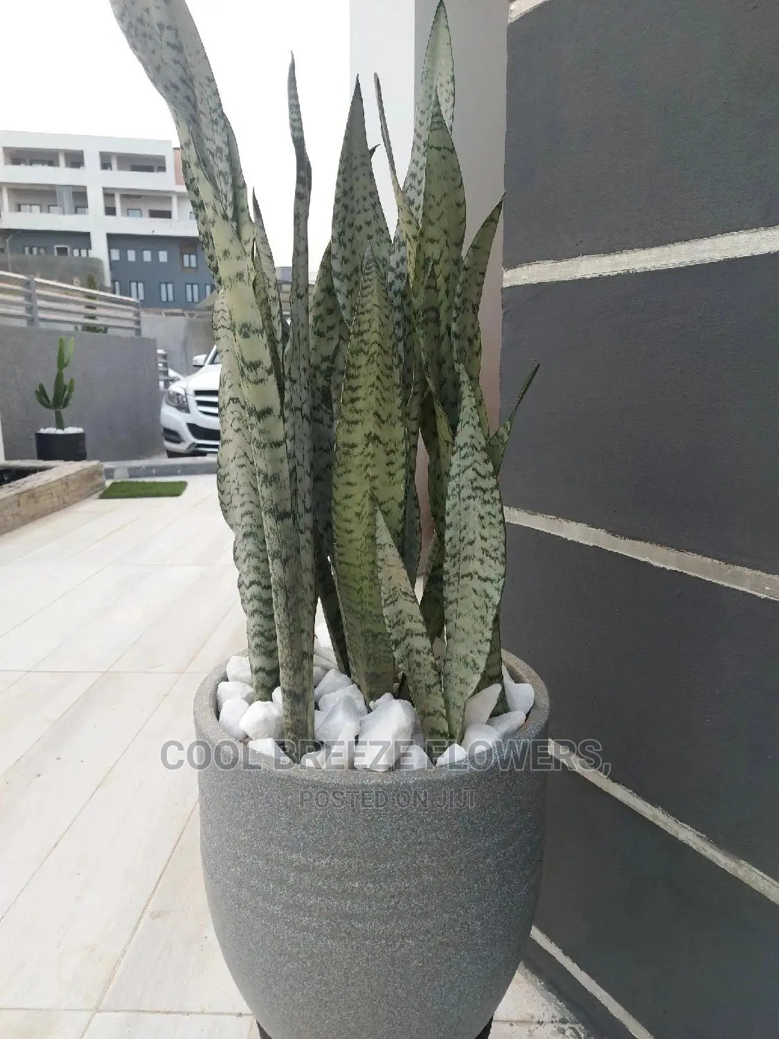 Airpurifying Plants