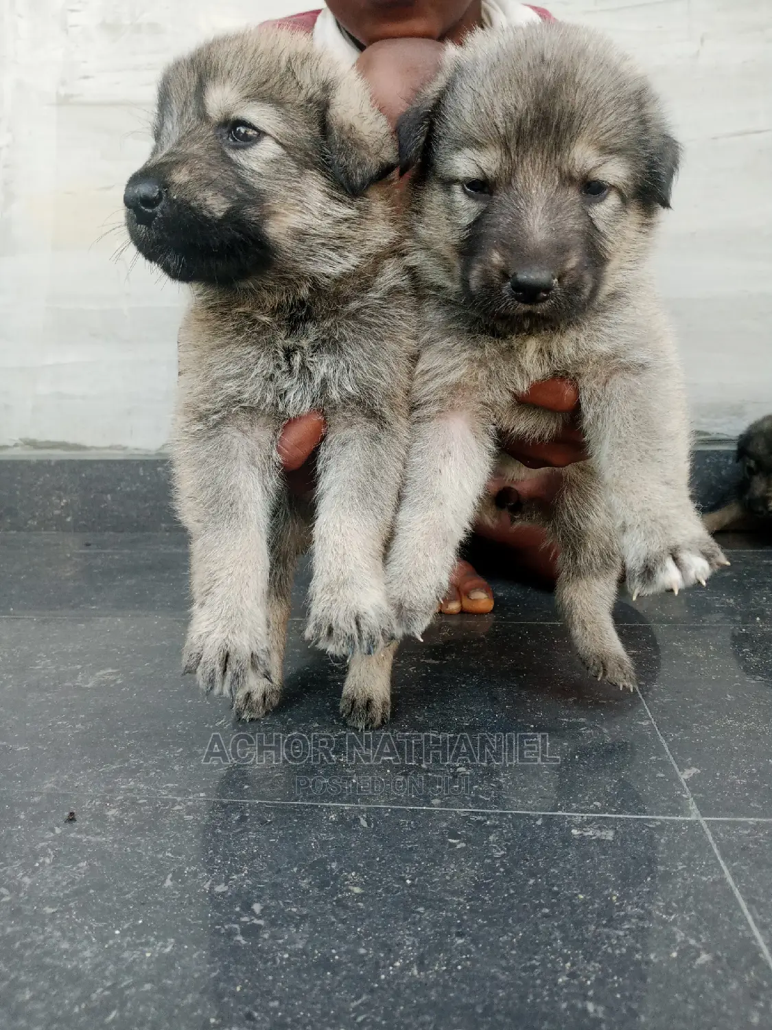 1-3 months Female Mixed Breed Caucasian Shepherd