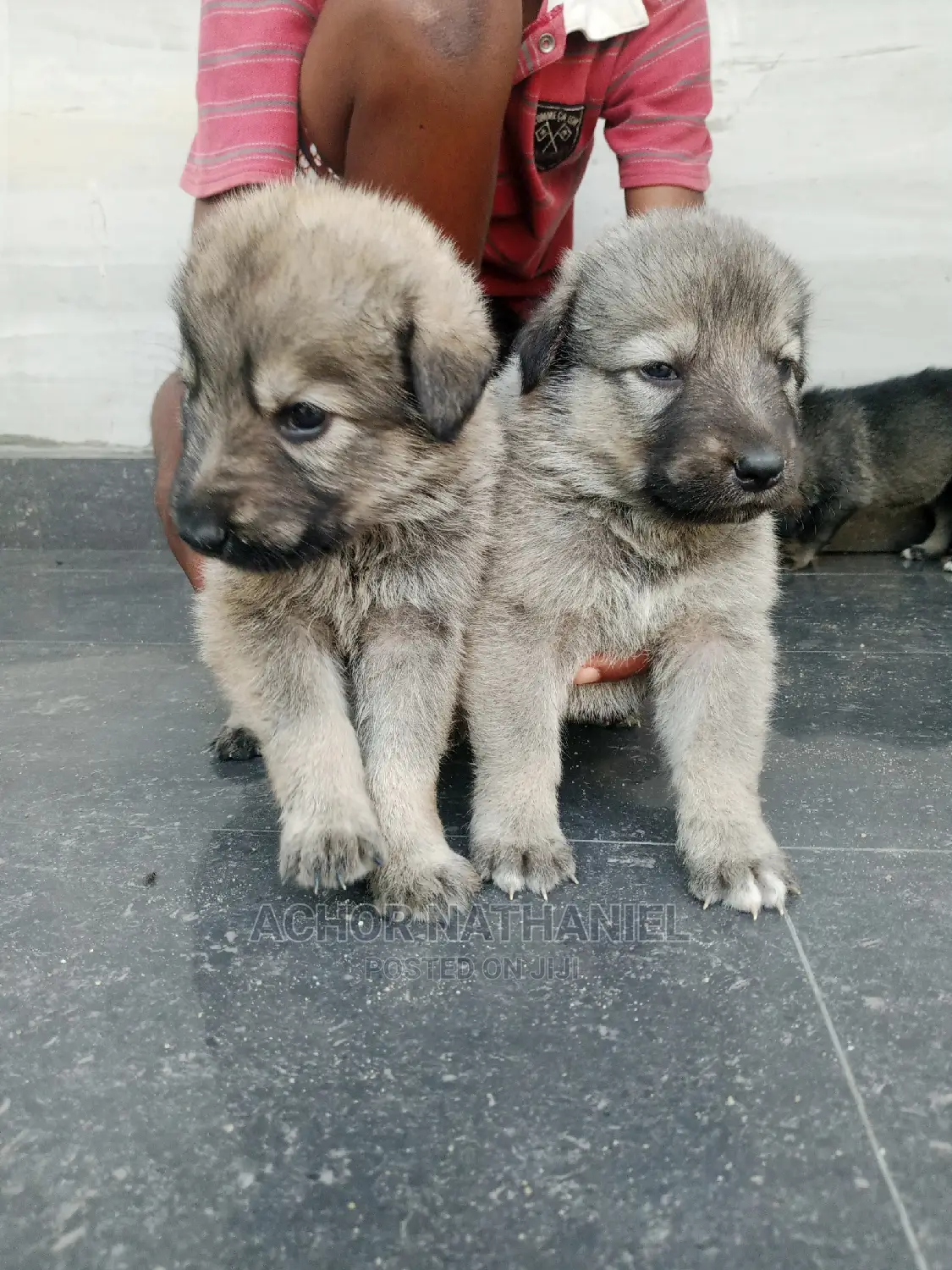 1-3 months Female Mixed Breed Caucasian Shepherd