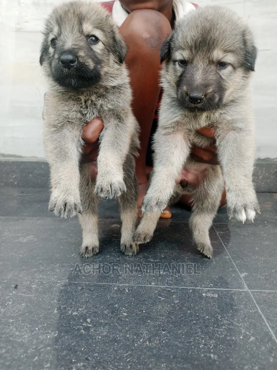 1-3 months Female Mixed Breed Caucasian Shepherd