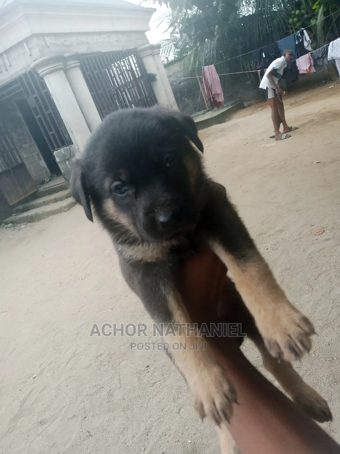 1-3 months Female Purebred German Shepherd
