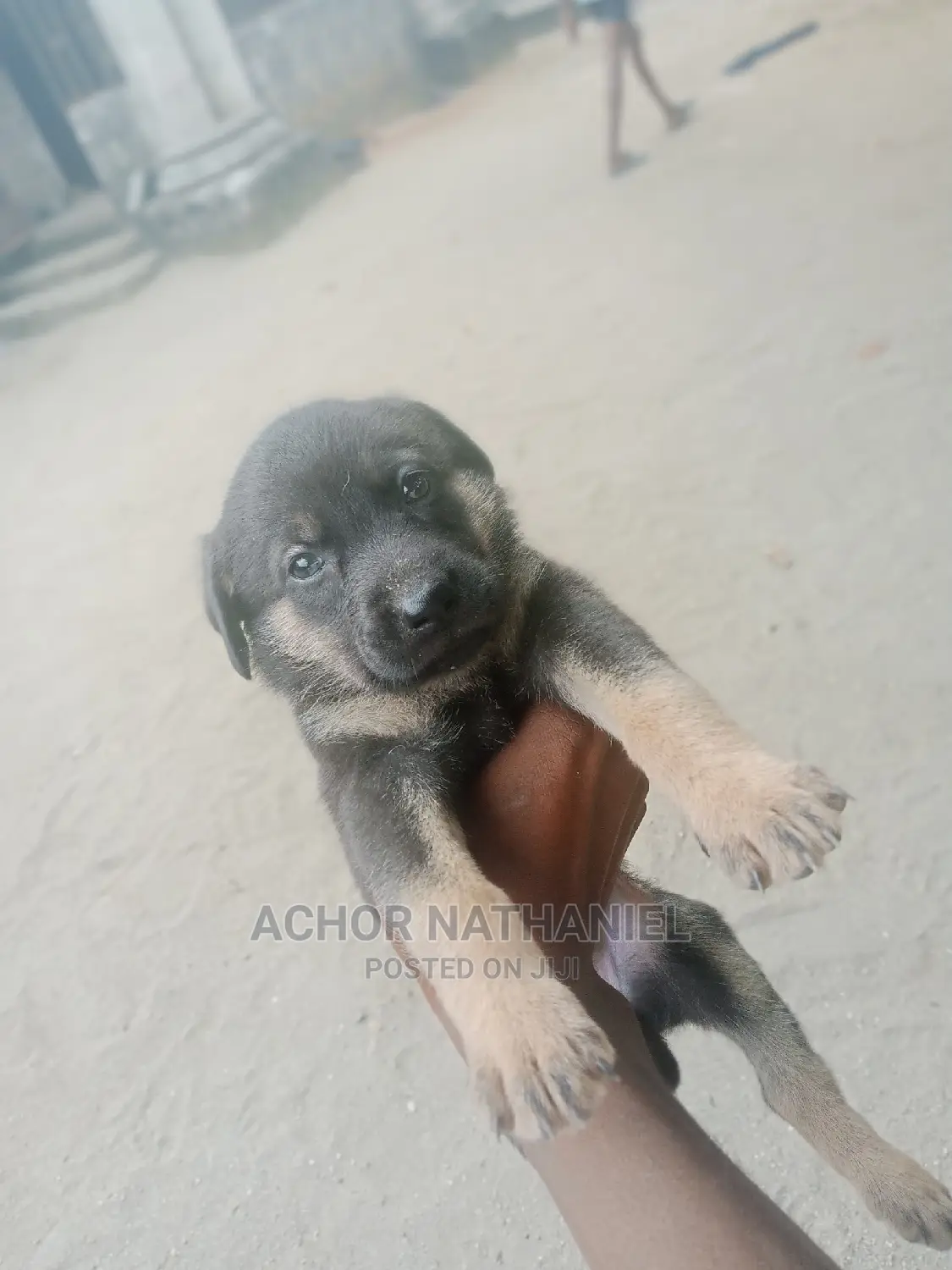 1-3 months Female Purebred German Shepherd