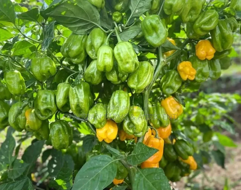 Loleza Rz Yellow Habanero Seed