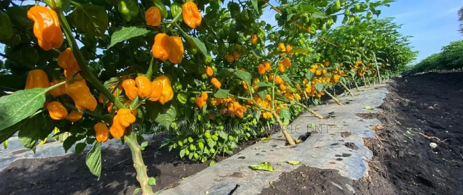 Loleza Rz Yellow Habanero Seed