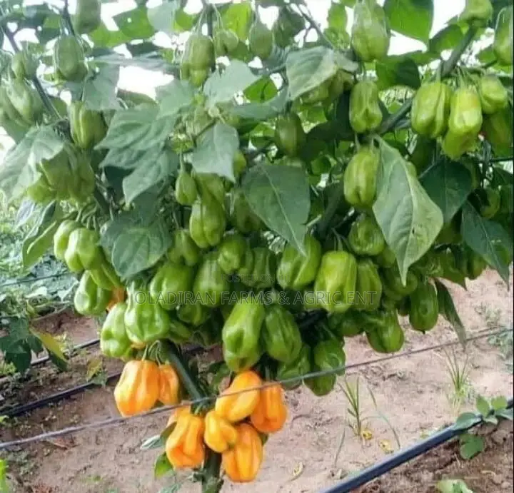 Loleza Rz Yellow Habanero Seed