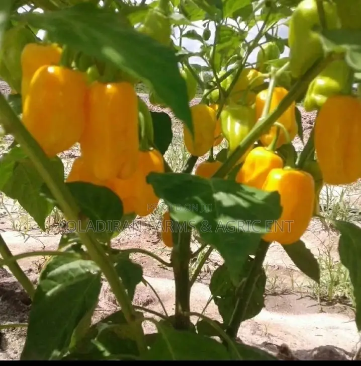 Loleza Rz Yellow Habanero Seed
