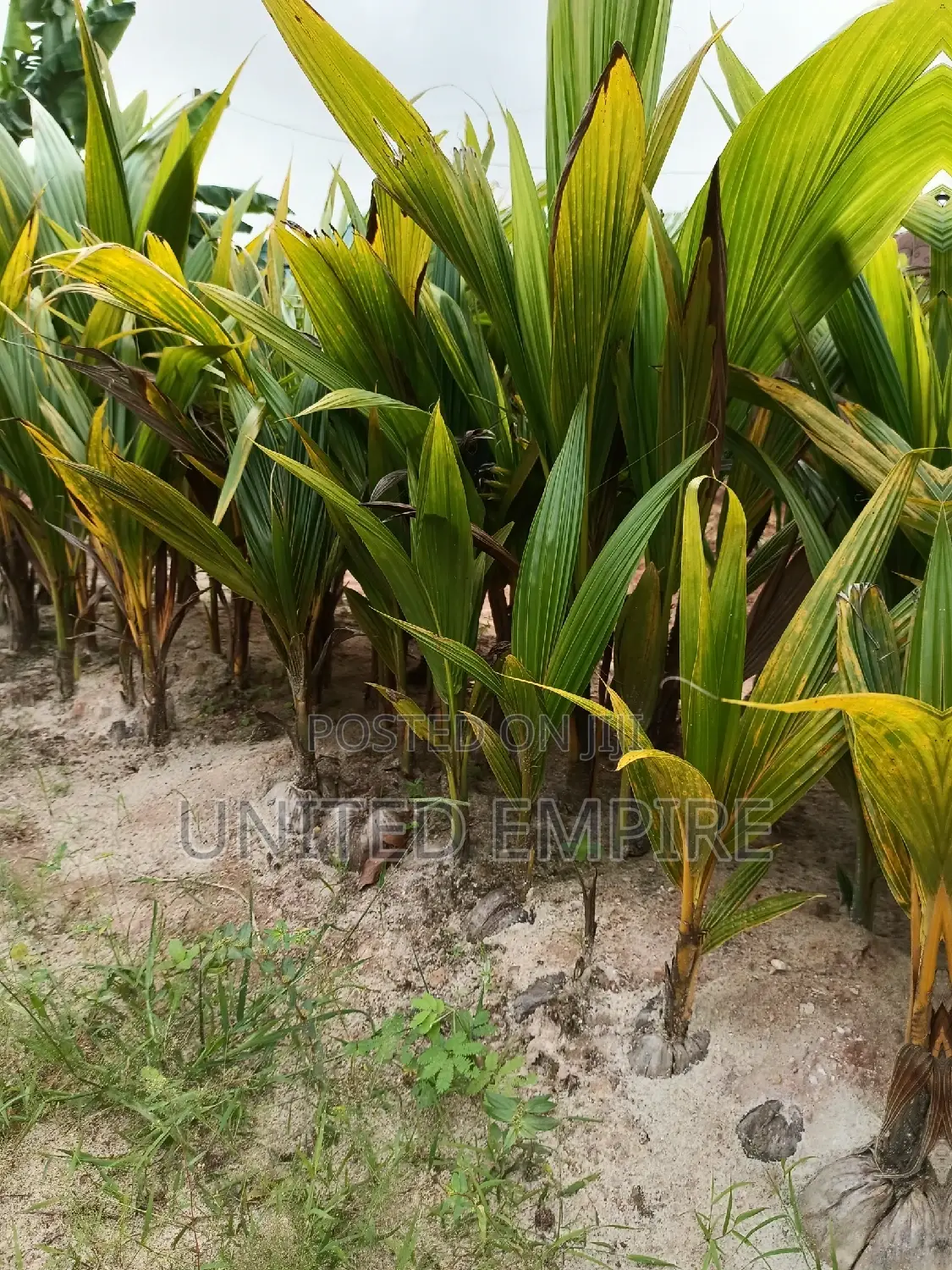 Dwarf Yellow, Green and Gold, Hybrid Cocoa Seedlings
