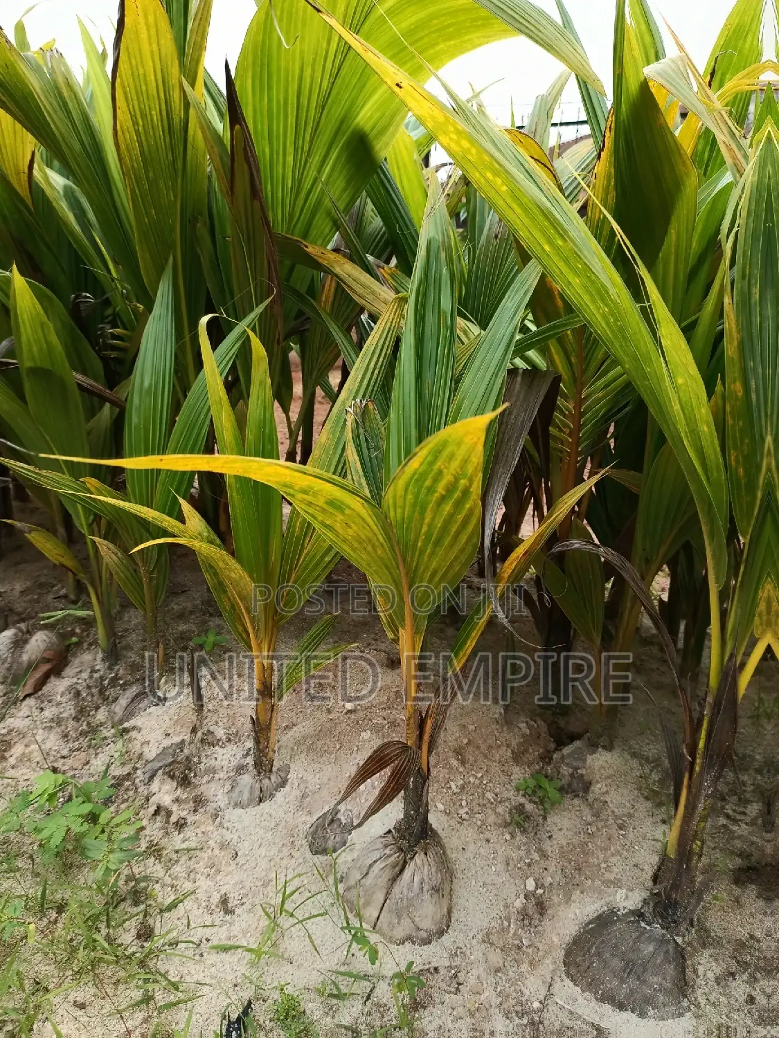 Dwarf Yellow, Green and Gold, Hybrid Cocoa Seedlings