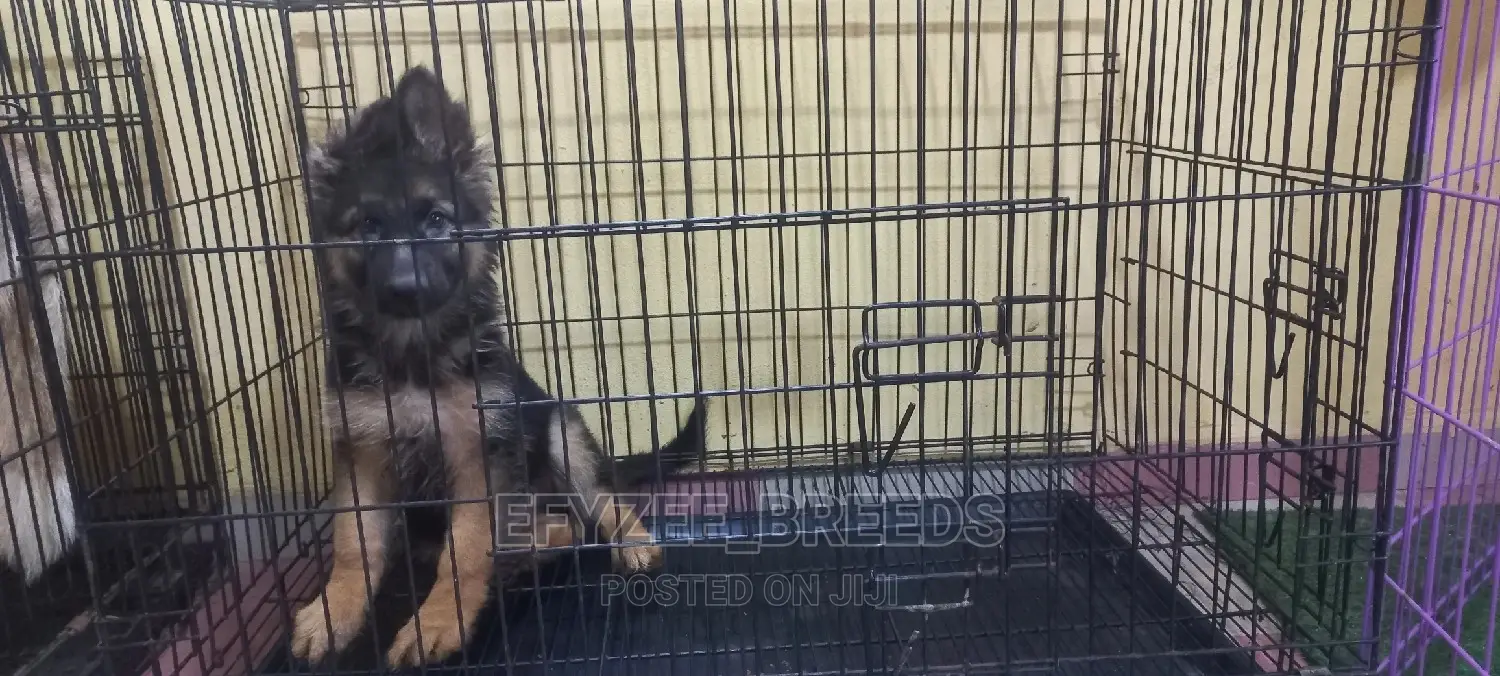 1-3 months Female Purebred German Shepherd