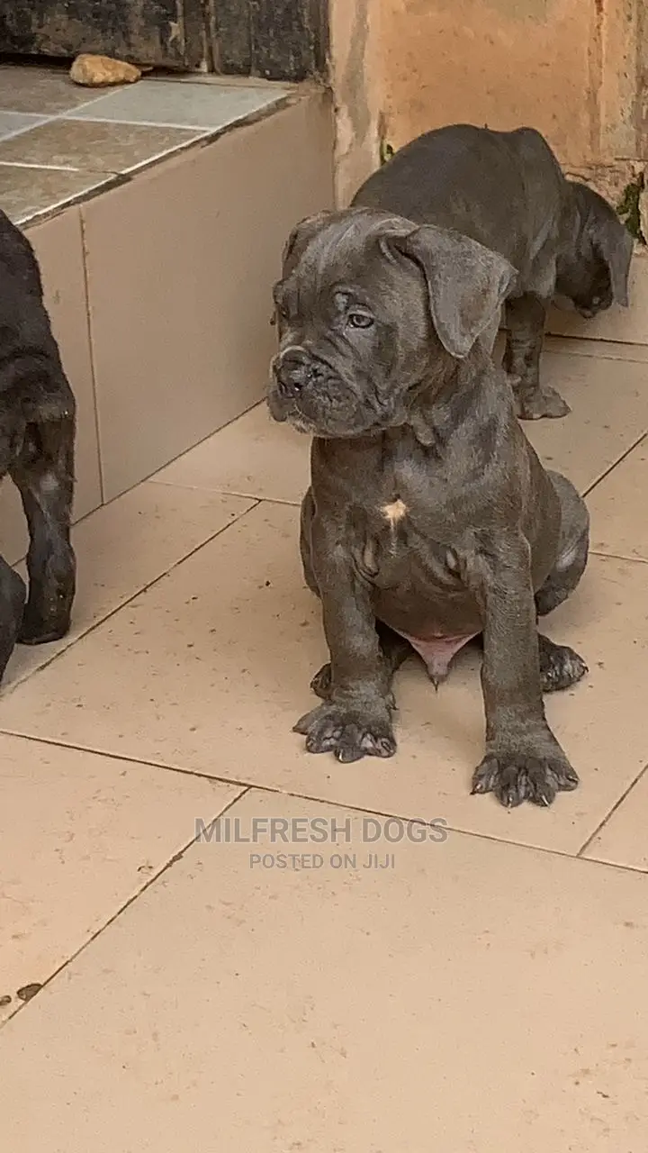 1-3 months Female Purebred Cane Corso