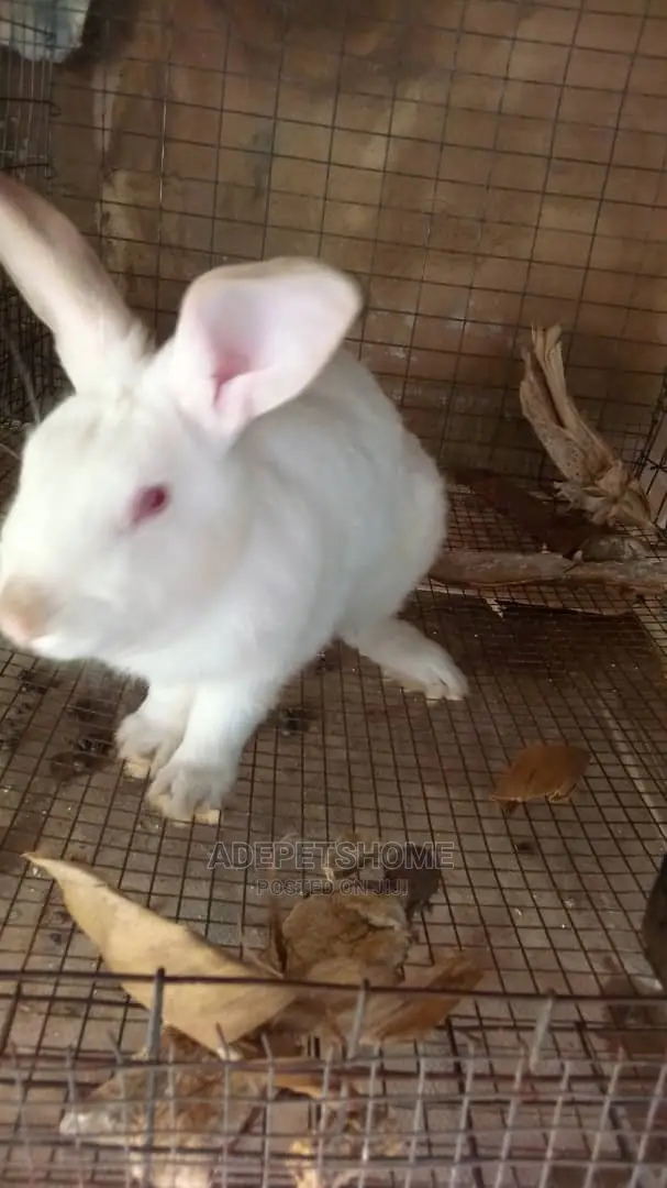 Giant Rabbits Are Available For Sale