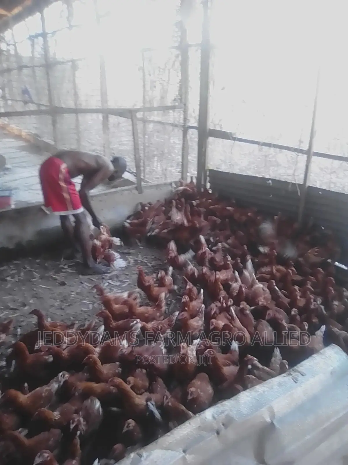 Point of Cage, Point of Lay.