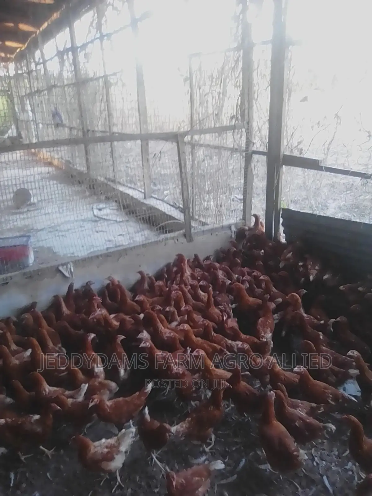 Point of Cage, Point of Lay.