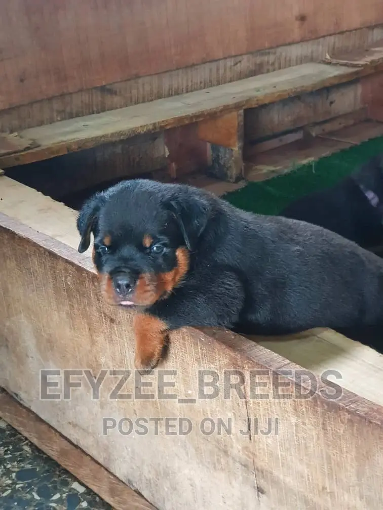 1-3 Months Male Purebred Rottweiler