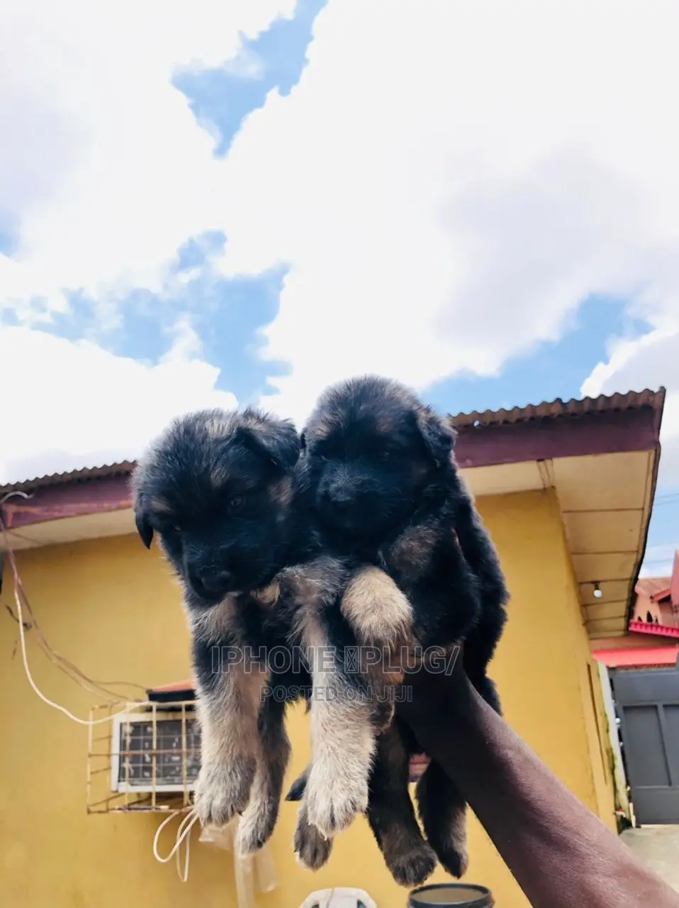 1-3 months Female Purebred German Shepherd