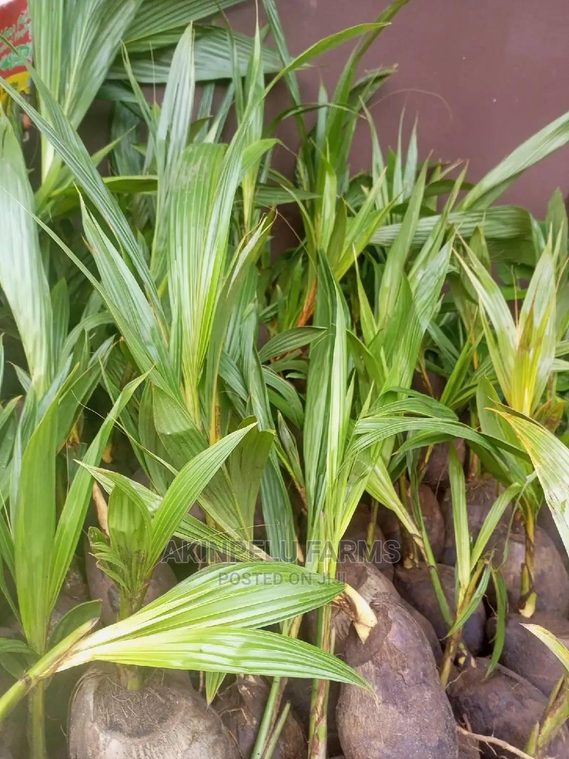 Malaysian Dwarf/Hybrid Coconut Seedlings.