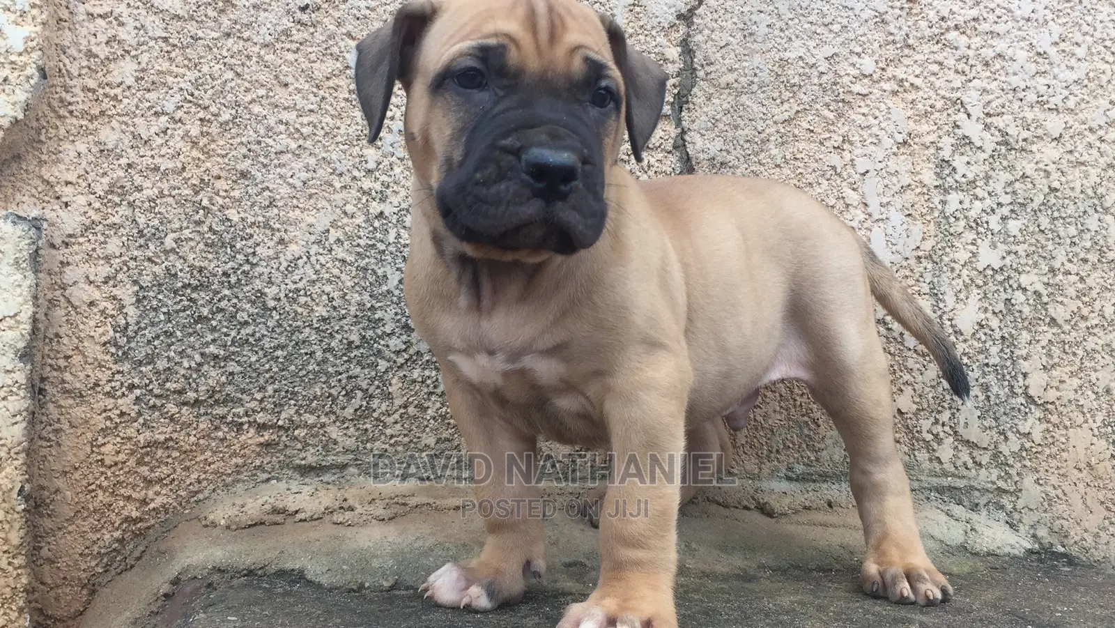 1-3 months Male Purebred Boerboel