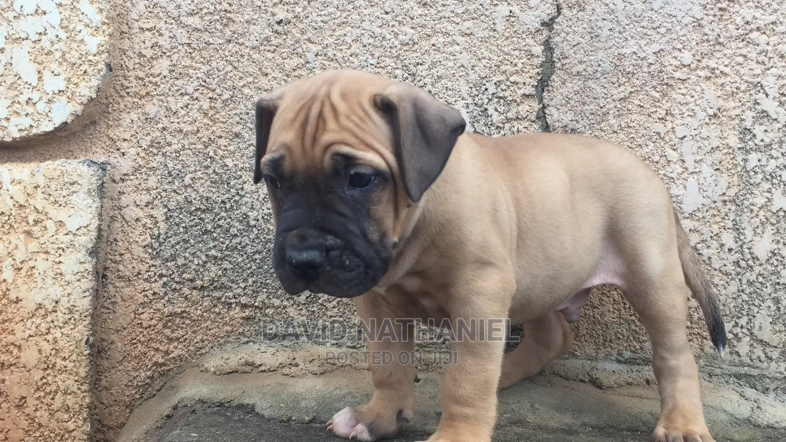 1-3 months Male Purebred Boerboel