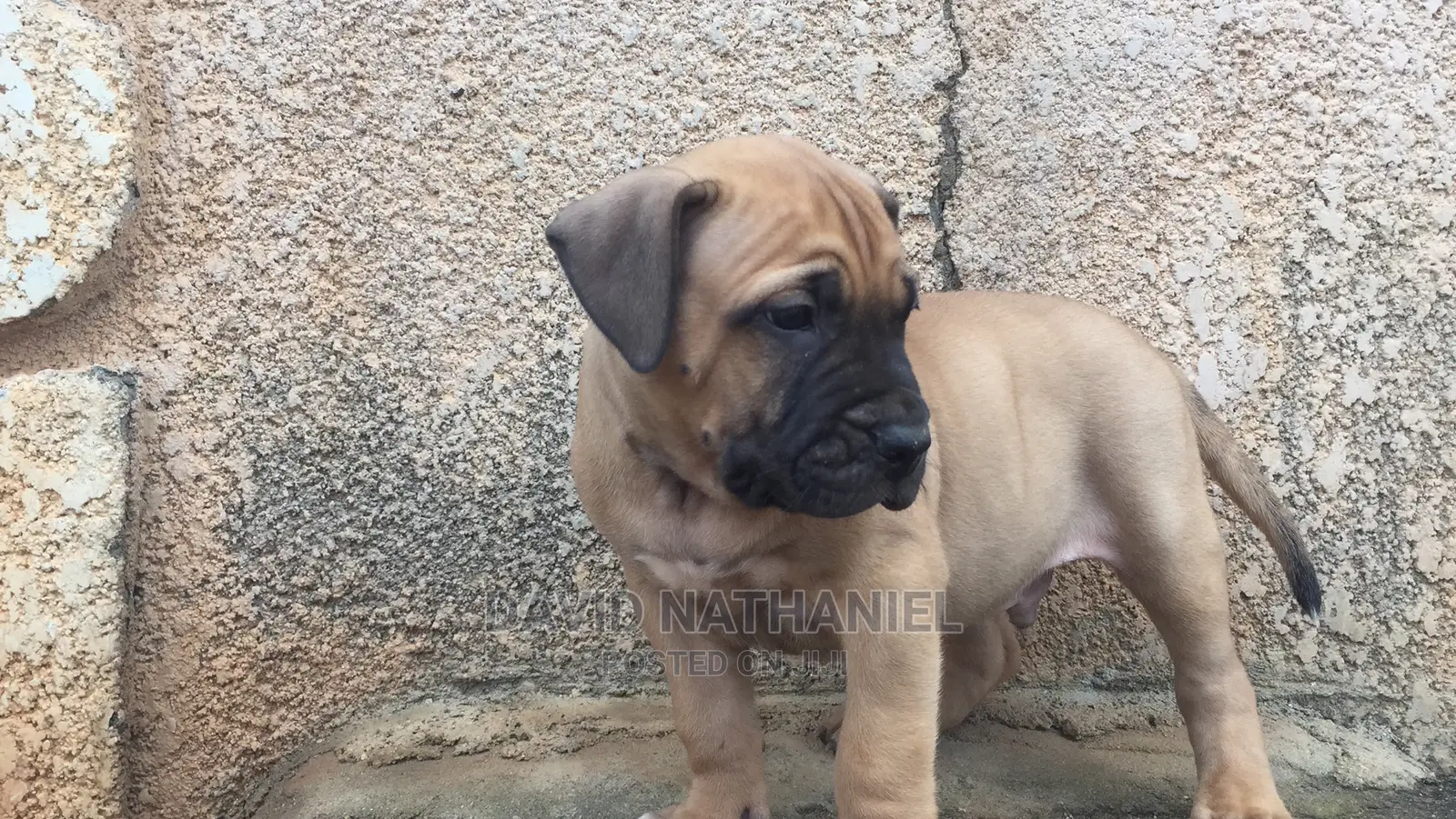 1-3 months Male Purebred Boerboel