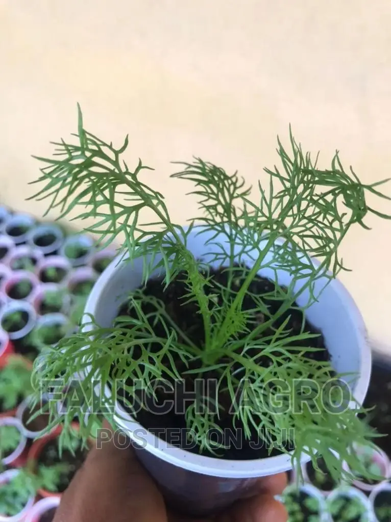Organic Seedlings ( Thyme, Chamomile, Mint, Asparagus, Kale.
