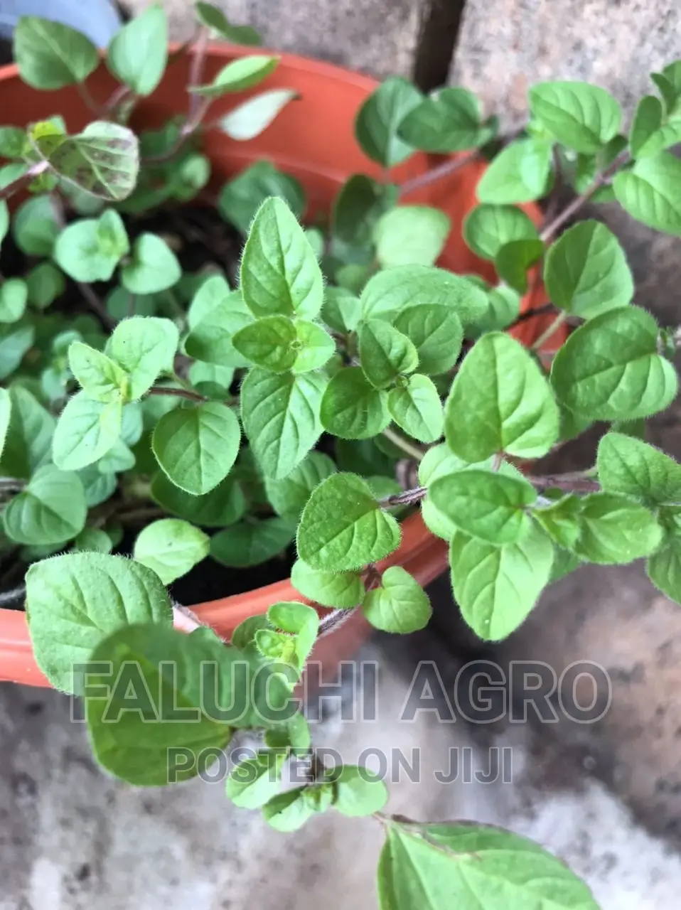 Oregano Seedlings (Oregano Vulgare, Cuban And Greek Oregano)