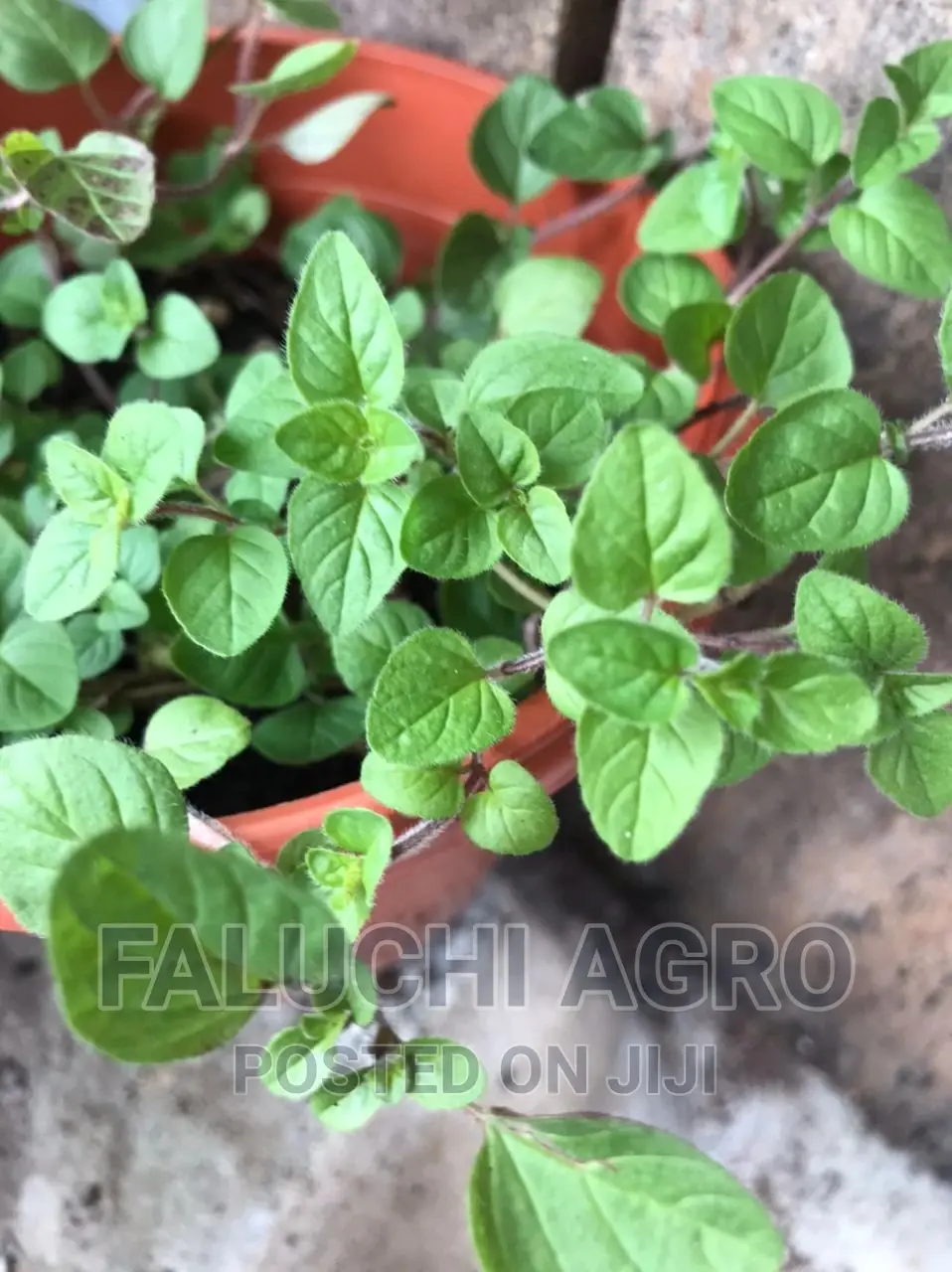 Oregano Seedlings (Oregano Vulgare, Cuban And Greek Oregano)