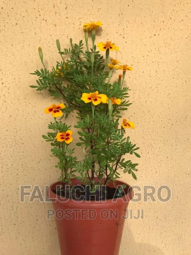 French Marigold Seedlings