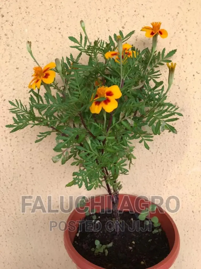 French Marigold Seedlings