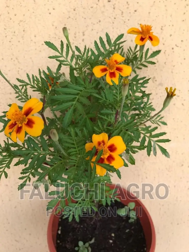 French Marigold Seedlings