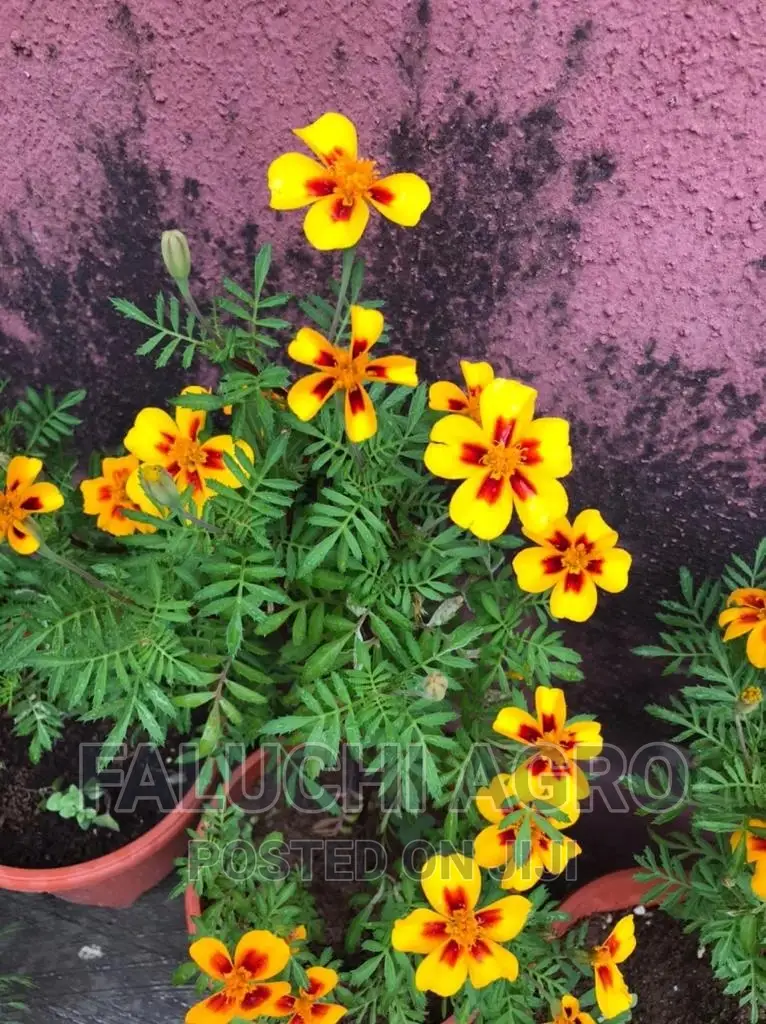 French Marigold Seedlings