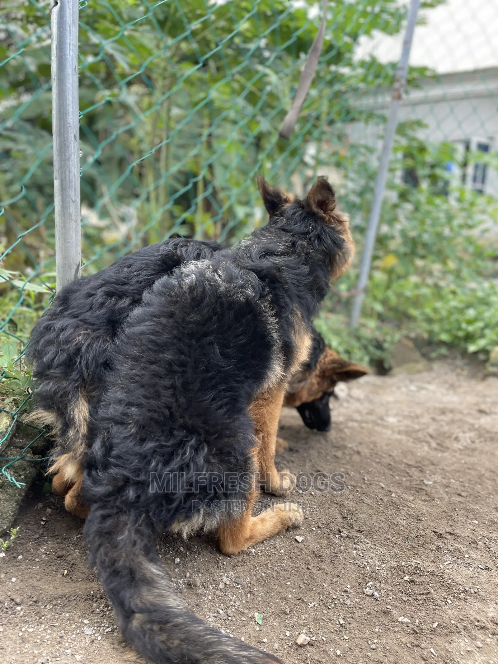 3-6 Months Female Purebred German Shepherd