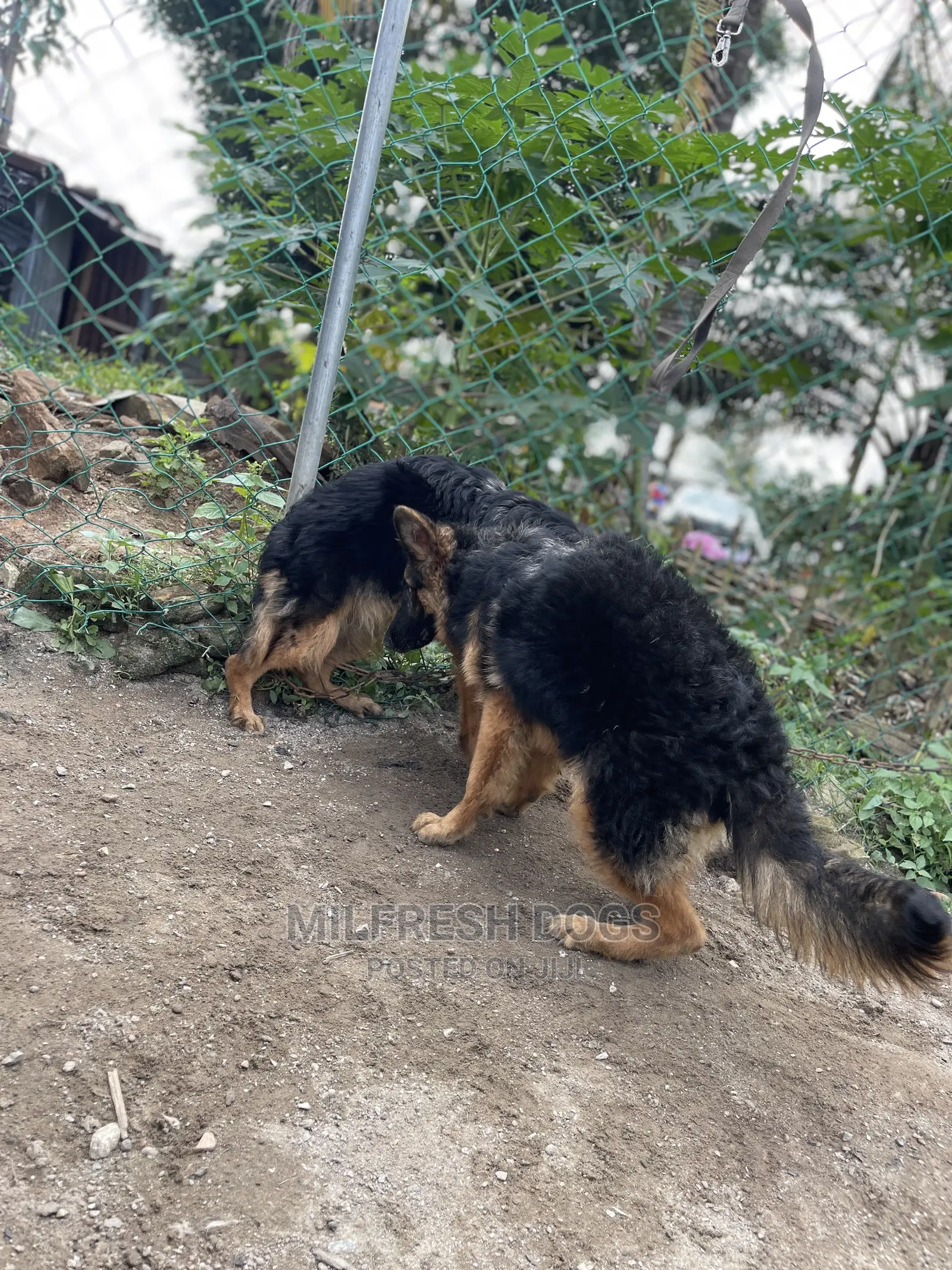 3-6 Months Female Purebred German Shepherd