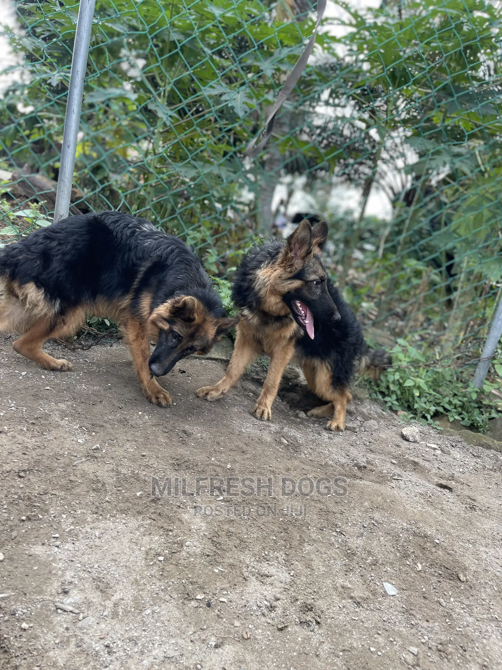 3-6 Months Female Purebred German Shepherd