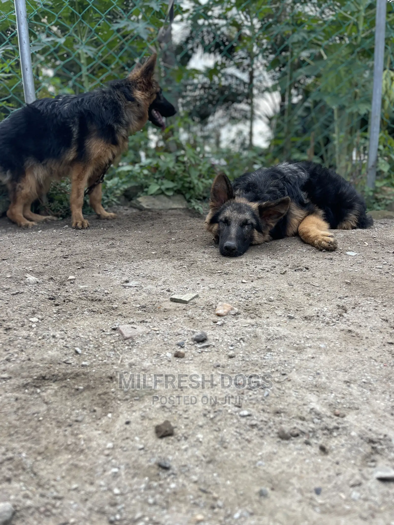 3-6 Months Female Purebred German Shepherd