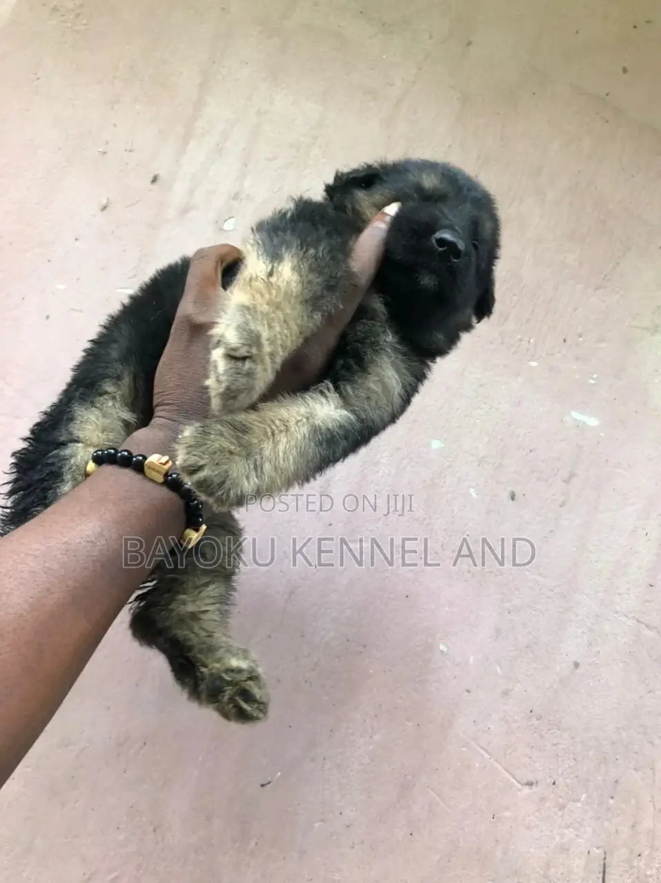 1-3 months Male Purebred German Shepherd
