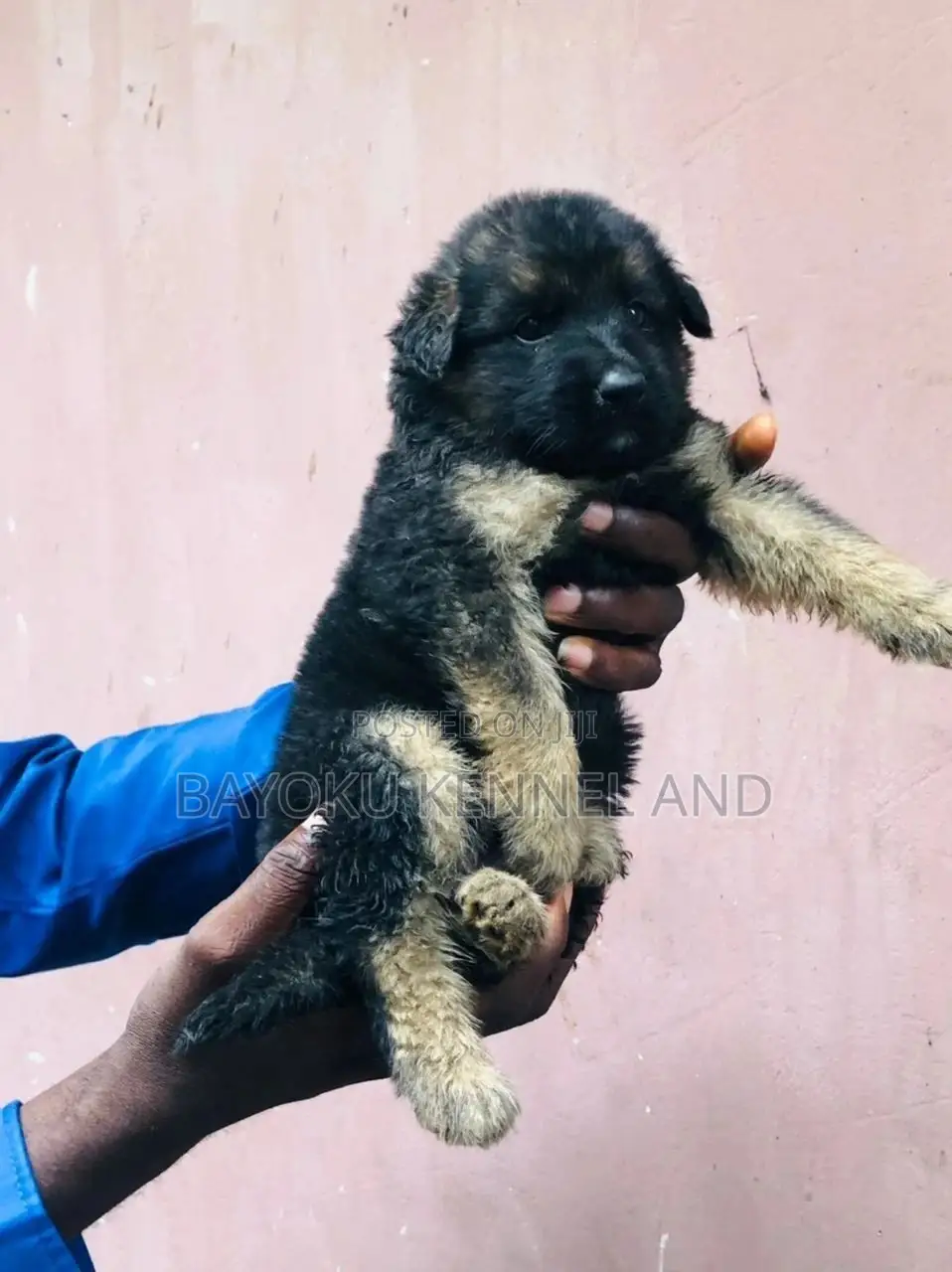 1-3 months Male Purebred German Shepherd