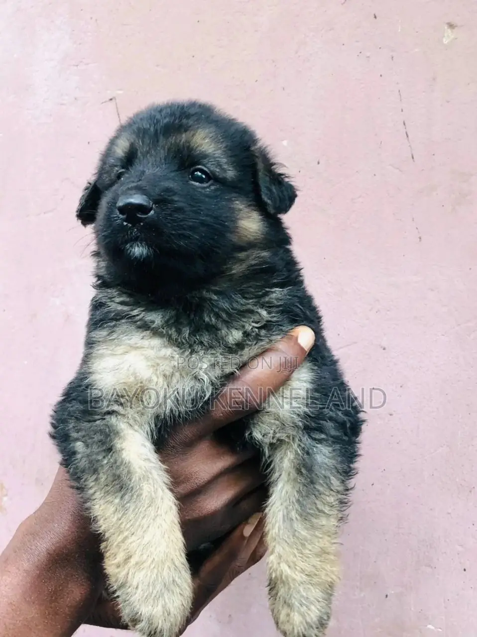1-3 months Male Purebred German Shepherd