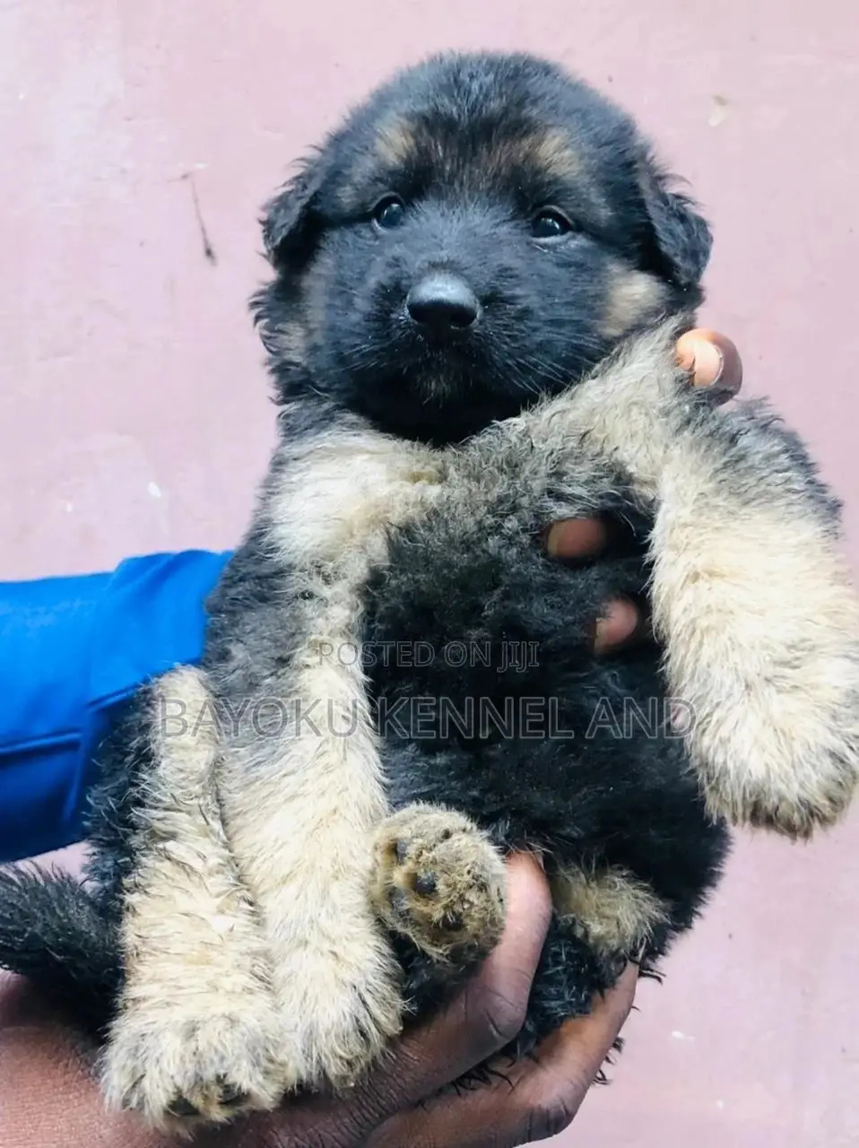 1-3 months Male Purebred German Shepherd