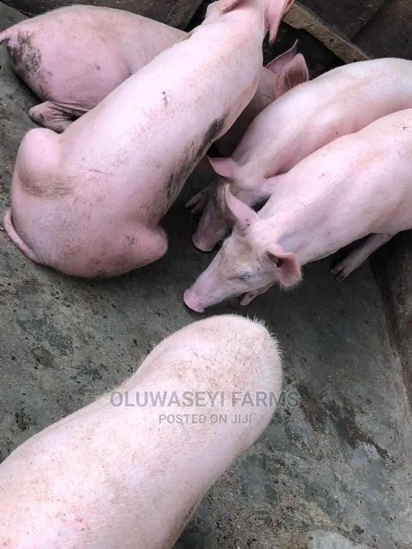 Pig Tn Breeds (F1)