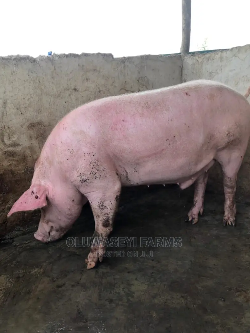 Pig Tn Breeds (F1)