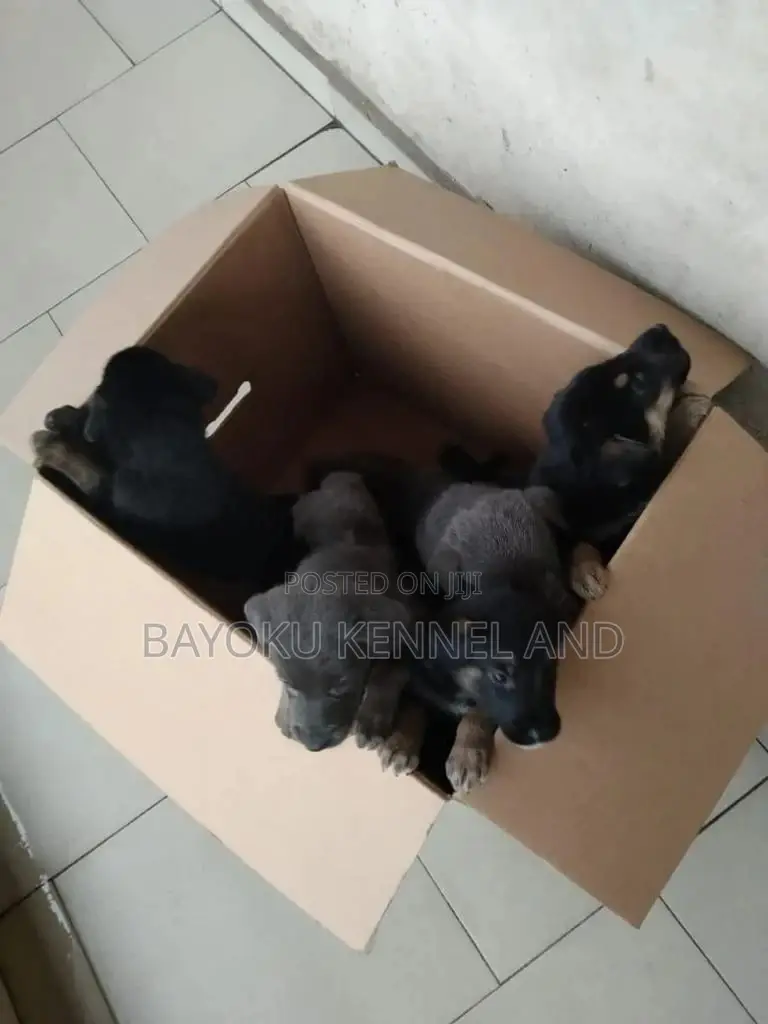 1-3 months Female Purebred German Shepherd