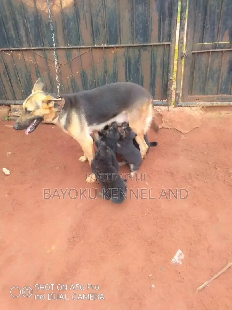 1-3 months Female Purebred German Shepherd
