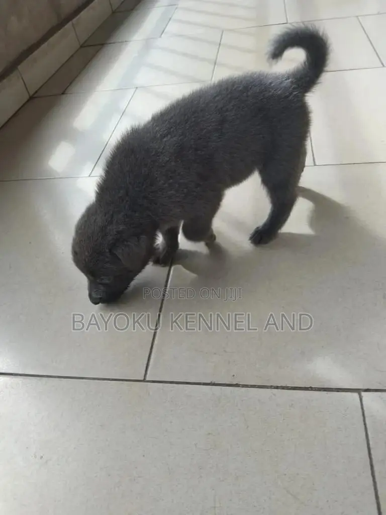 1-3 months Female Purebred German Shepherd